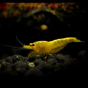 yellow neocaridina shrimp