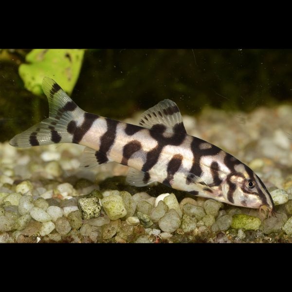Yoyo loach fish (Botia almorhae).