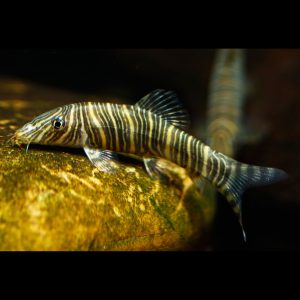 zebra loach bottom dwelling fish