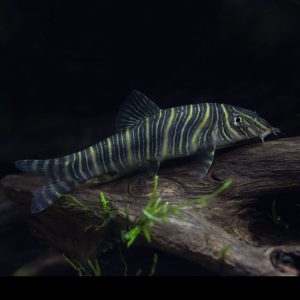 zebra loach fish (Botia striata).