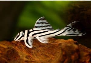 Zebra pleco catfish on driftwood