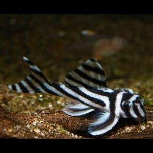 Zebra pleco catfish (Hypancistrus zebra).