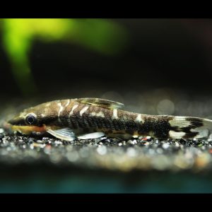 zebra tiger otocinclus side profile